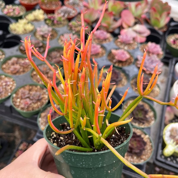Euphorbia Tirucalli Sticks on Fire