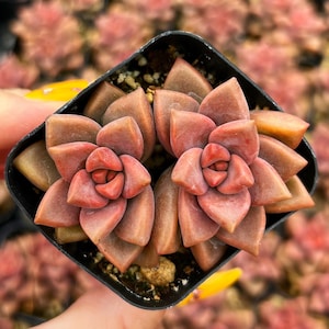 Sedum ‘Vera Higgins’ – Rosy Bronze Succulent in 2” Pot