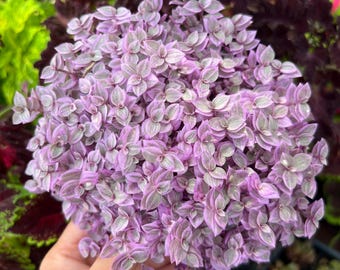 Pink Panther Plant: Rare Trailing Houseplant - 4" Pot
