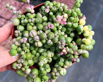 4” Variegated String of Pearls