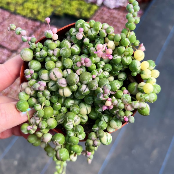 4” Variegated String of Pearls