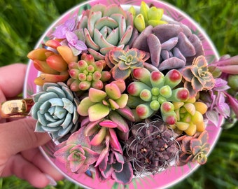 Pink Leopard Succulent Teacup with Saucer