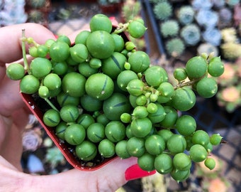 String of Pearls Succulent – Senecio Rowleyanus in 2” Pot – Trailing Indoor Plant