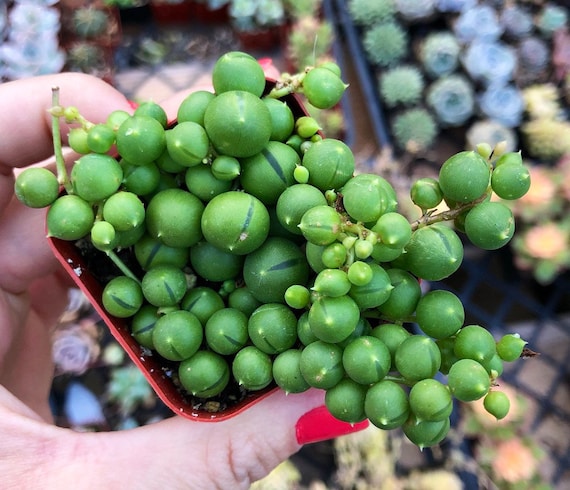 String of Pearls Succulent – Senecio Rowleyanus in 2” Pot – Trailing Indoor Plant