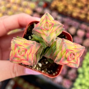May include: A small potted succulent plant with yellow, green, and red star-shaped leaves. The plant is in a small, square, brown plastic pot. The leaves have a layered appearance, with the red edges adding a pop of color.