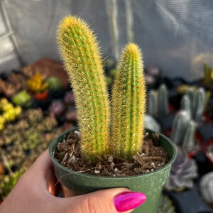 4 Cleistocactus Winteri Golden Rat Tail Cactus image 1