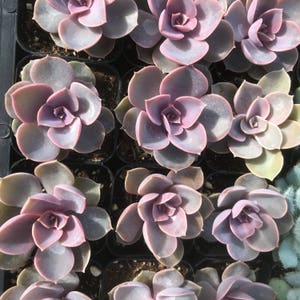 2 Echeveria Perle Von Nurnberg Succulent image 2