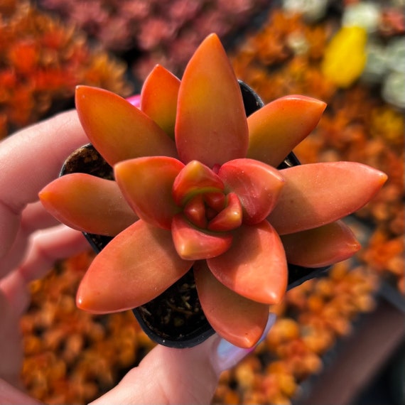 2 Sedum Nussbaumerianum Orange Delight - Etsy