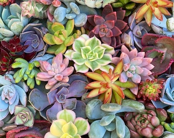 Colorful Succulent Cuttings Plants