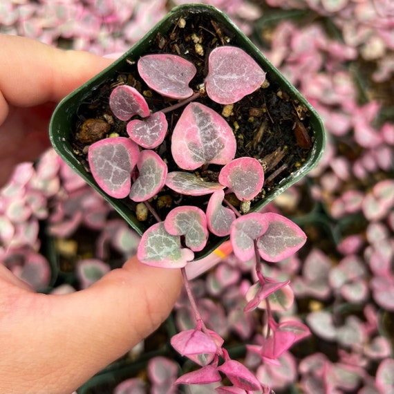 Ceropegia sale woodii variegata