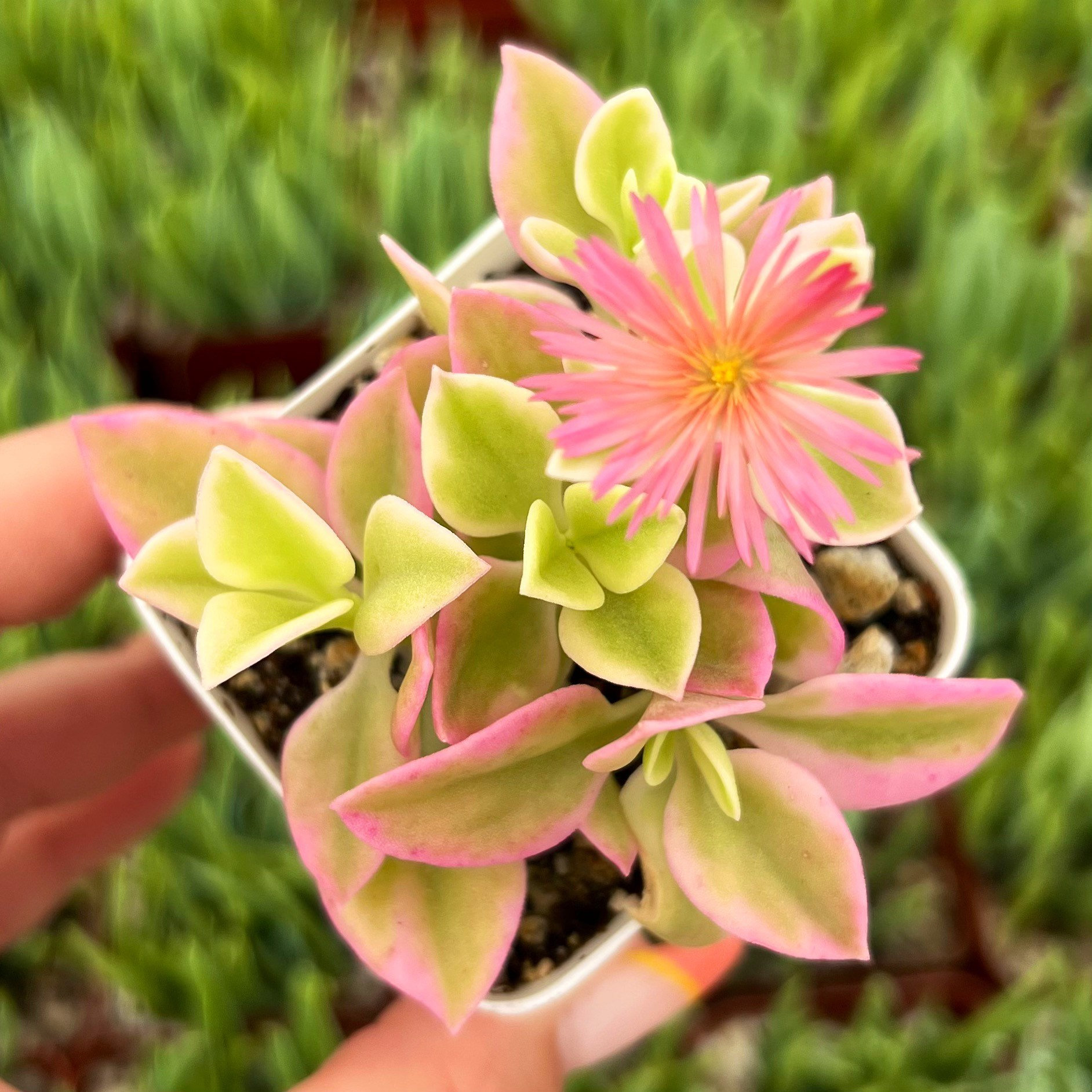 2 & 4 Aptenia cordifolia Variegata