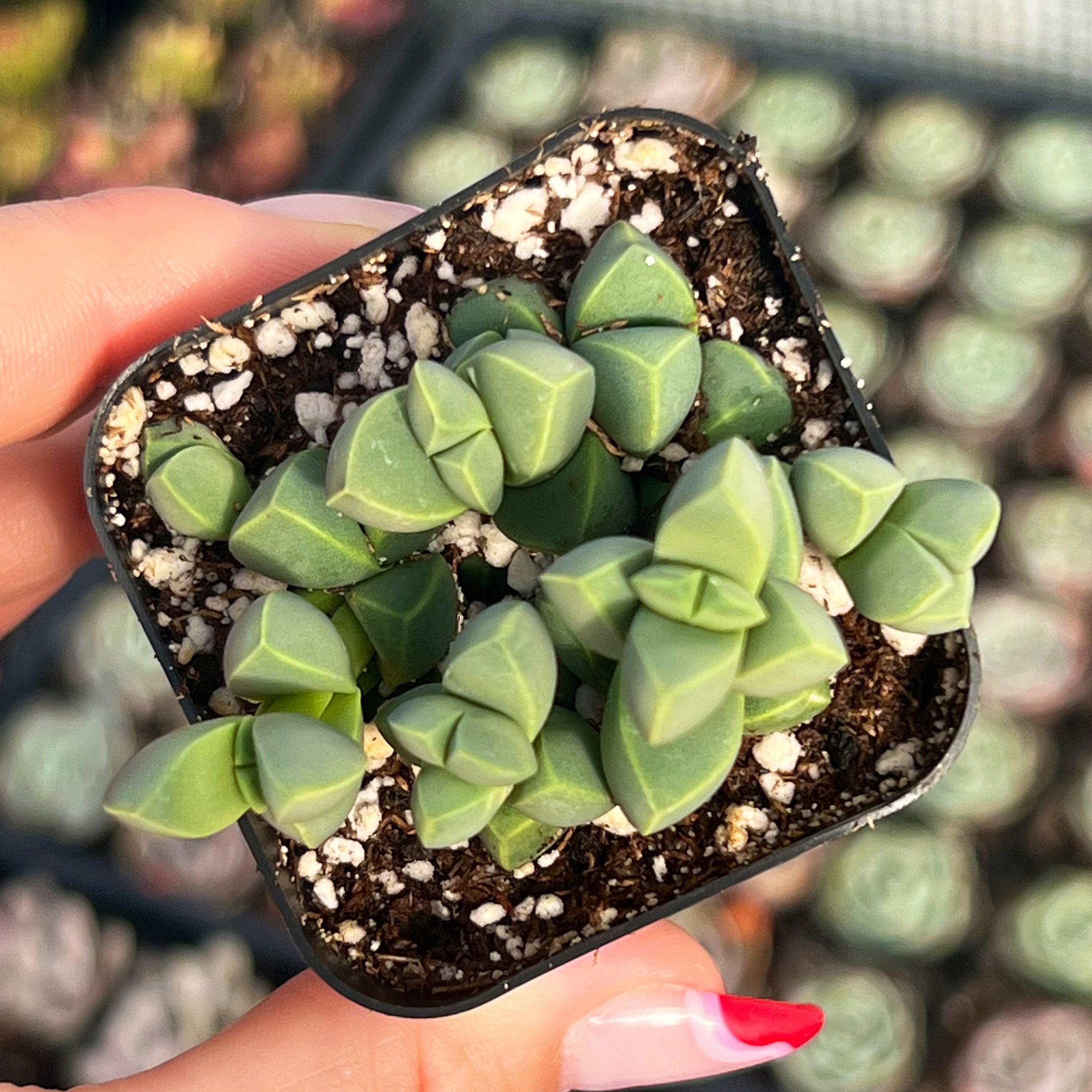 Ice Plant Succulent - Etsy