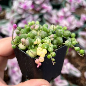 May include: A small green and white succulent plant with pink flowers growing in a black plastic pot.