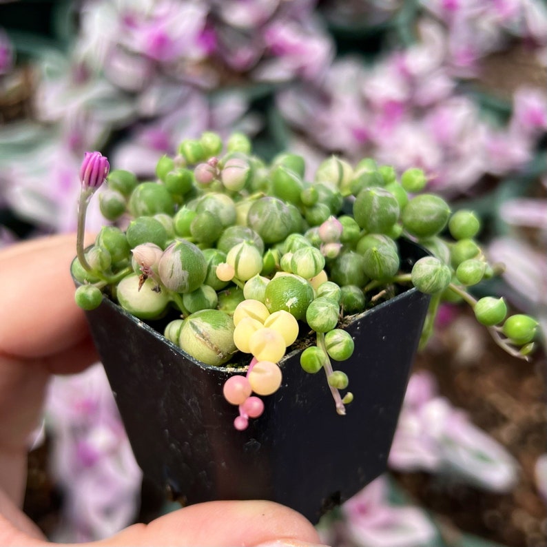 May include: A small green and white succulent plant with pink flowers growing in a black plastic pot.