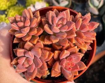 Graptosedum Vera Higgins