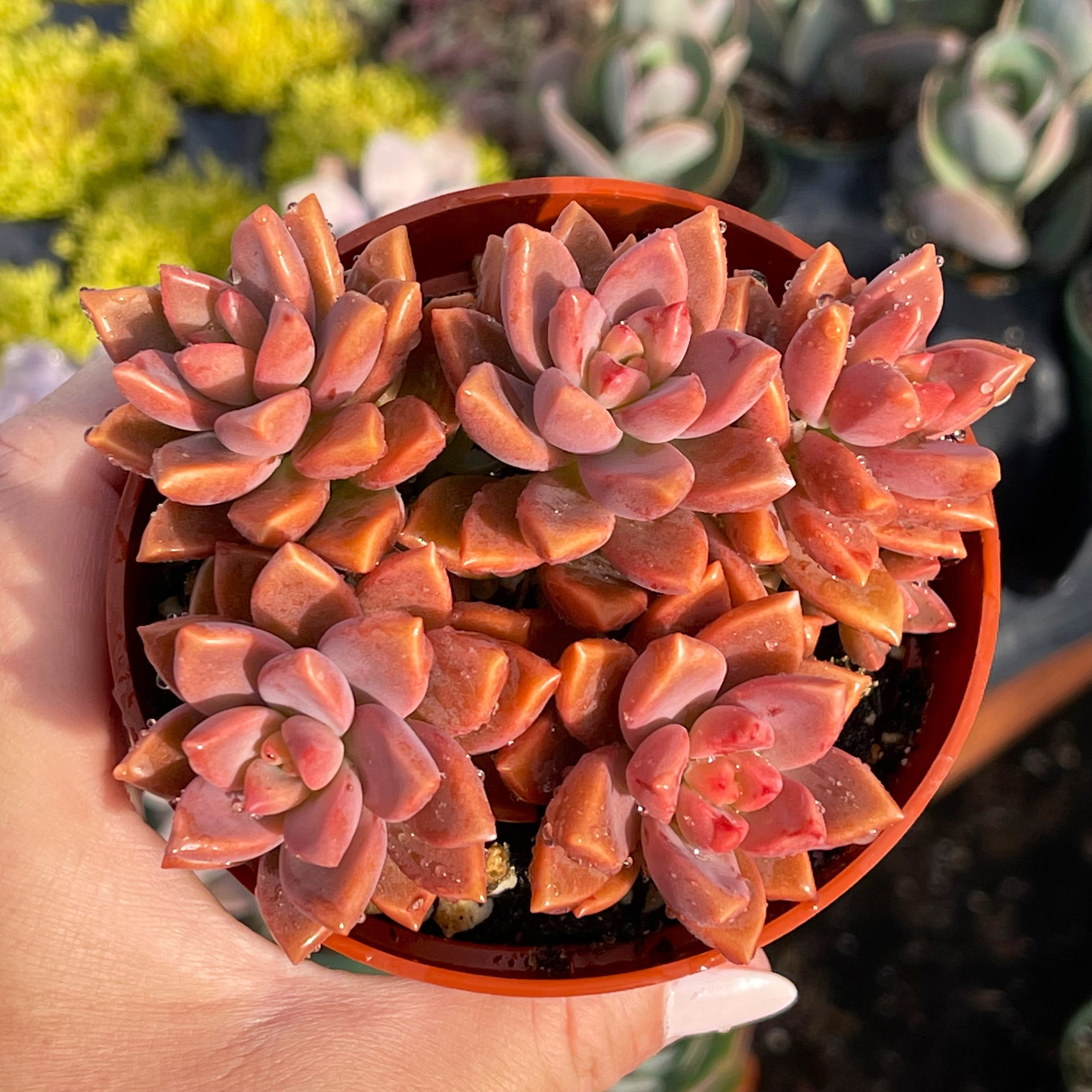4 Graptosedum Vera Higgins - Etsy