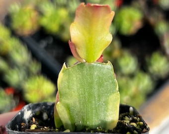 Variegated Christmas Cactus – Rare Schlumbergera – Colorful Collector Plant – Live Cactus