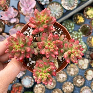 Sedum Rubrotinctum Aurora / Pink Jelly Beans