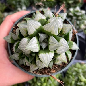 4” Haworthia Byakuya / Indoor Lowlight Succulent Plant