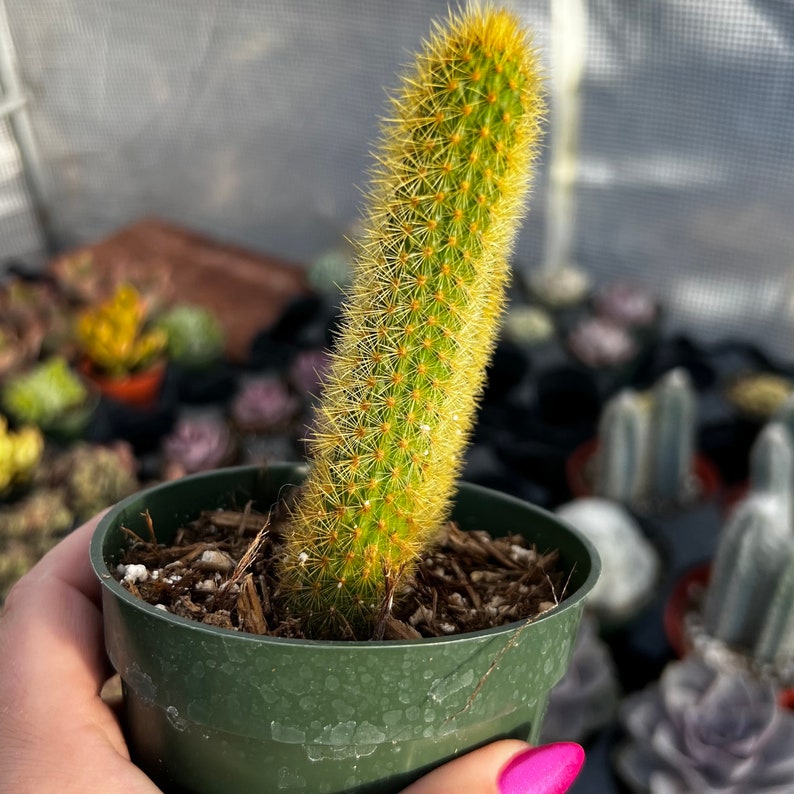 4 Cleistocactus Winteri Golden Rat Tail Cactus image 3