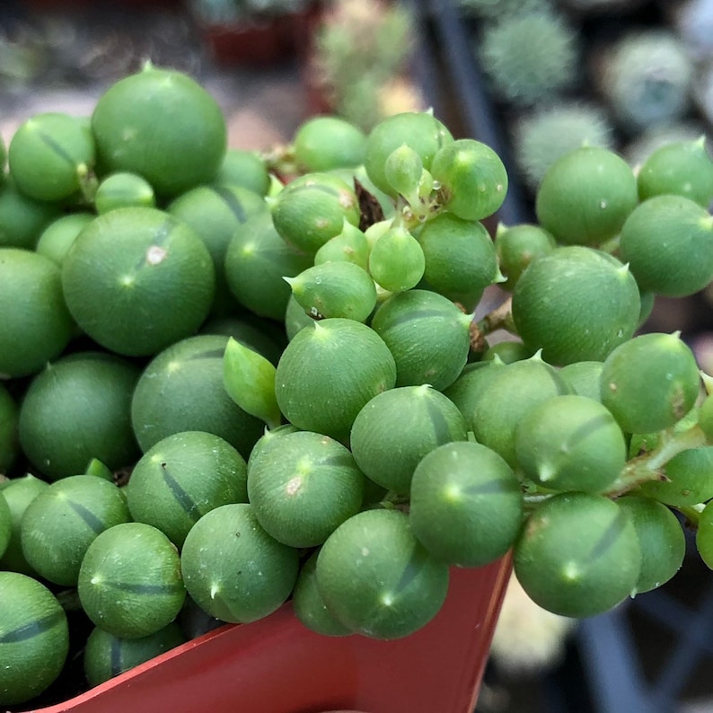 May include: Close-up of a String of Pearls succulent plant. The plant features numerous small, round, green, pearl-like leaves with subtle vertical stripes. The plant is in a brown pot, with some leaves in focus and others blurred.
