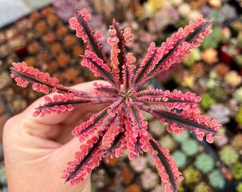 Rare Kalanchoe Pink Butterflies Cutting – Vibrant Succulent with Baby Plantlets