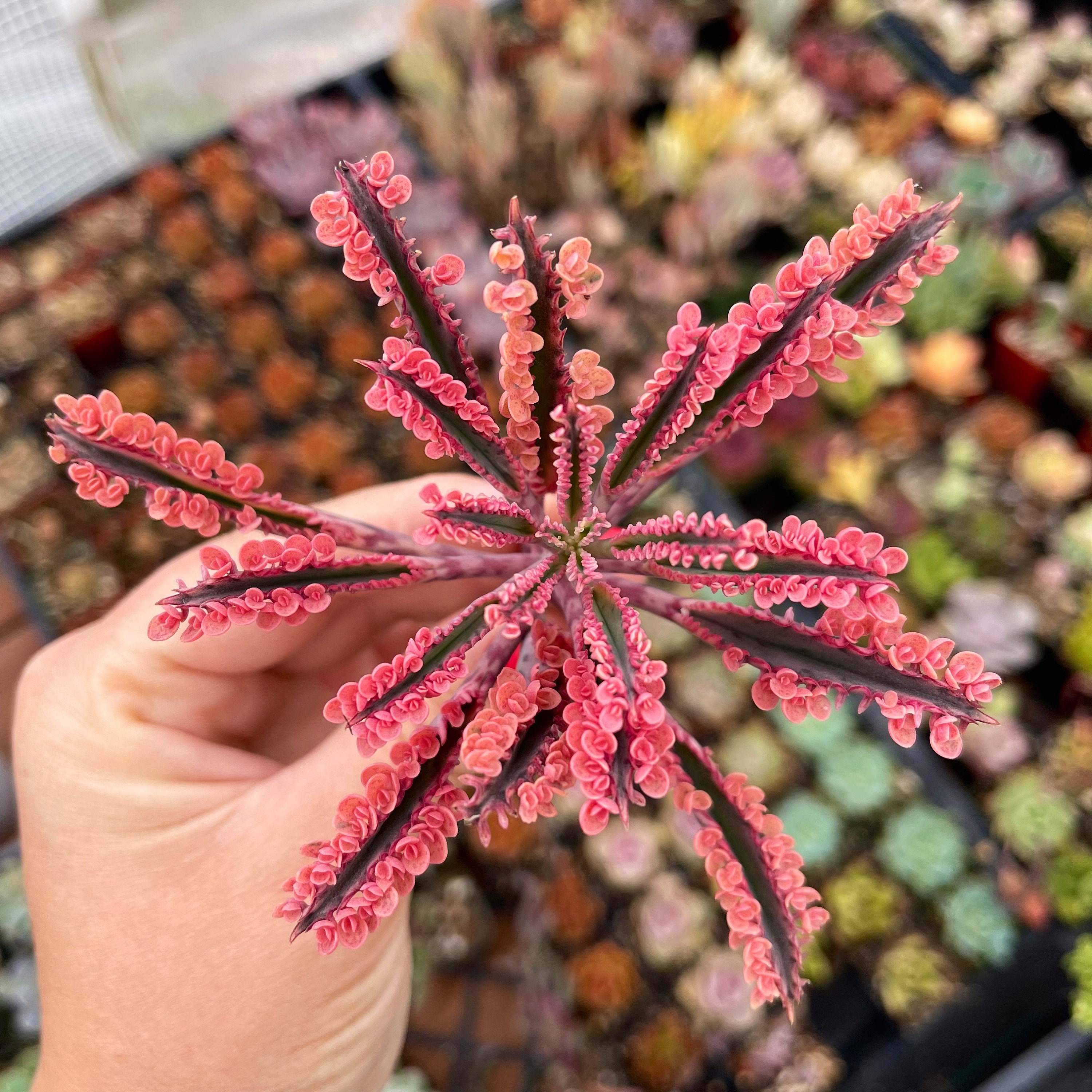 Kalanchoe Pink Butterflies Cuttings