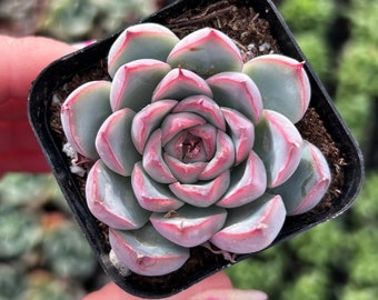 2” Echeveria Pulidonis