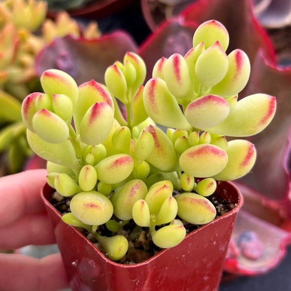 2” Cotyledon Pendens