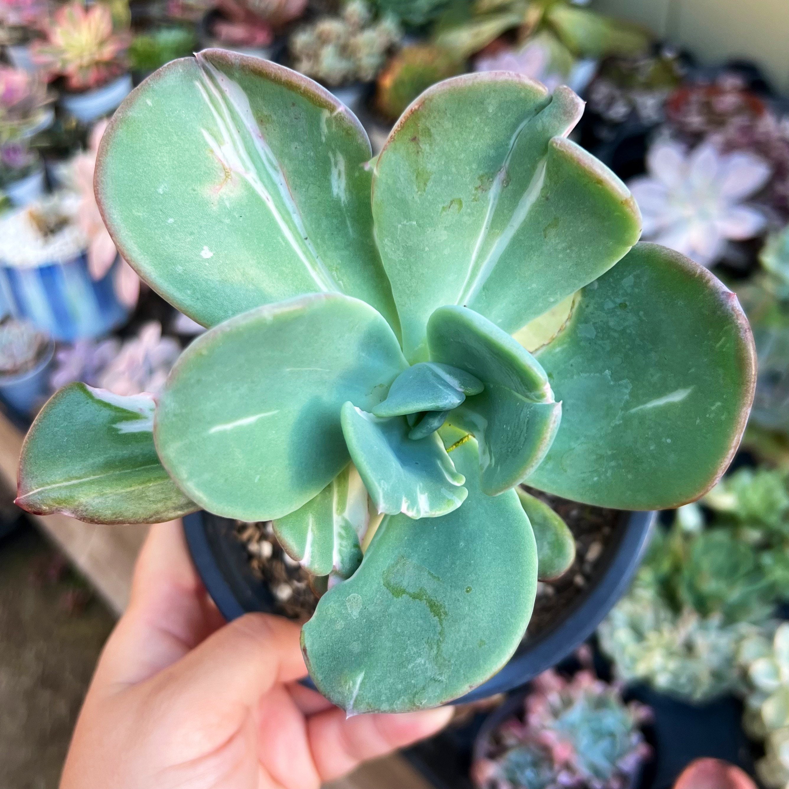 Echeveria Berserk Variegata / Rare Korean Variegated Succulent