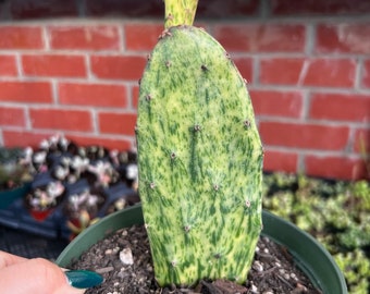 6” Variegated Opuntia Cactus
