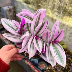 6” Tradescantia Nanouk