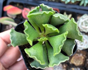 2" Adromischus Cristatus Key Lime Pie Succulent Plant - Etsy