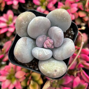 2” Pachyphytum Oviferum Lavender Pebbles