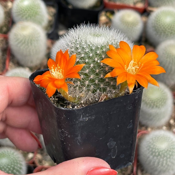 2 Rebutia Albipilosa / Snowball Cactus - Etsy