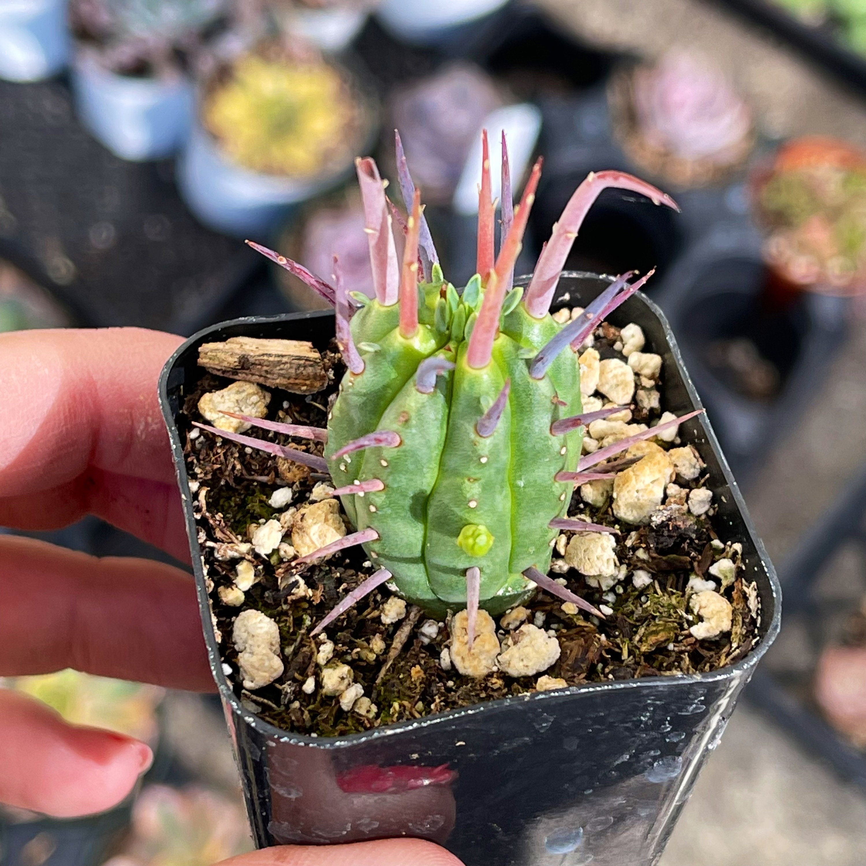 Euphorbia Ferox