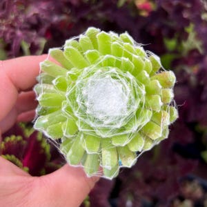 May include: Close-up of a green succulent plant with a central white, web-like structure. The plant's leaves are a vibrant green, and the overall shape is circular. The background is blurred, with hints of purple and green foliage.