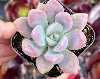 2” Graptoveria Opalina