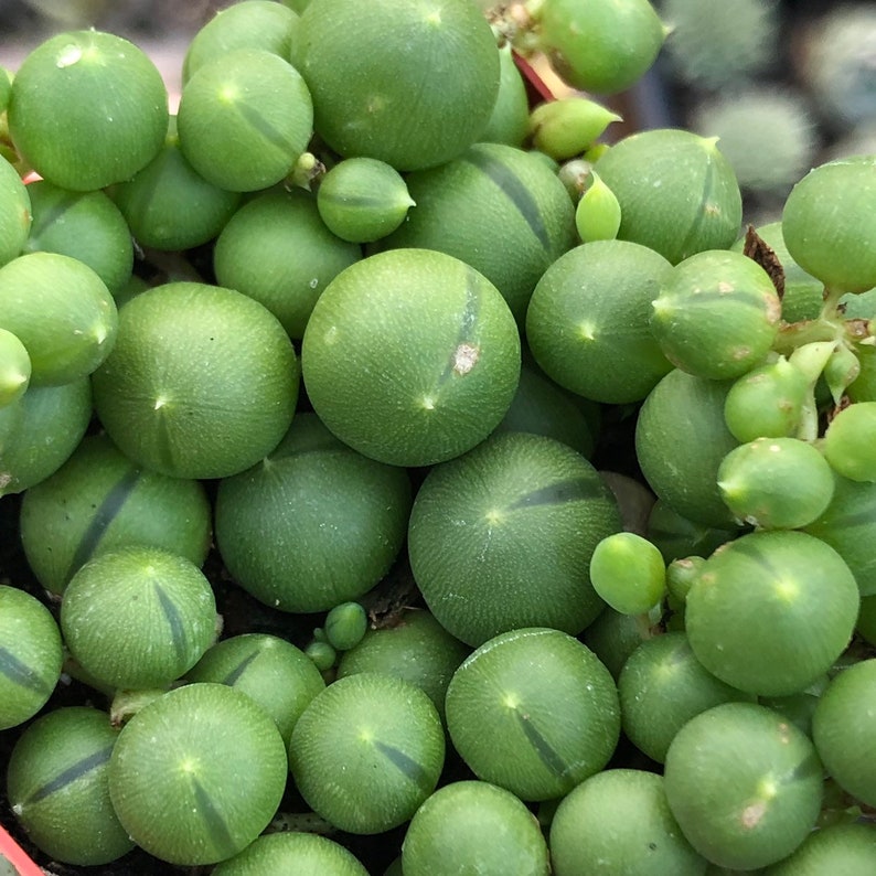 String of Pearls Succulent – Senecio Rowleyanus in 2” Pot – Trailing Indoor Plant image 6