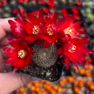2” Rebutia Cactus with Red Blooms