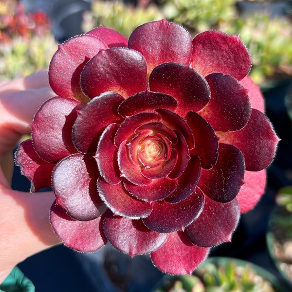 2” Aeonium Garnet