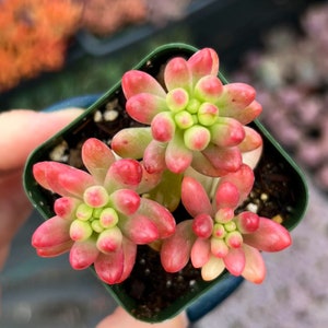 2” Sedum Rubrotinctum Aurora Pink Jelly Beans
