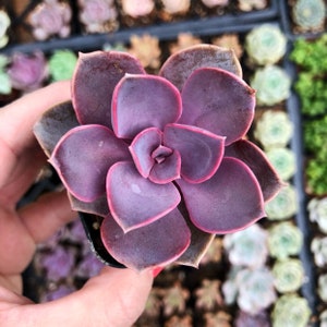 May include: Close-up of a succulent plant with deep purple leaves edged in pink. The plant is in a small black pot, with other succulents visible in the background. The leaves are arranged in a rosette pattern.