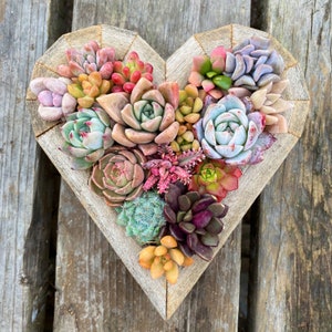 7 Succulent Heart Arrangement / Living / Gift / Valentines Day image 6