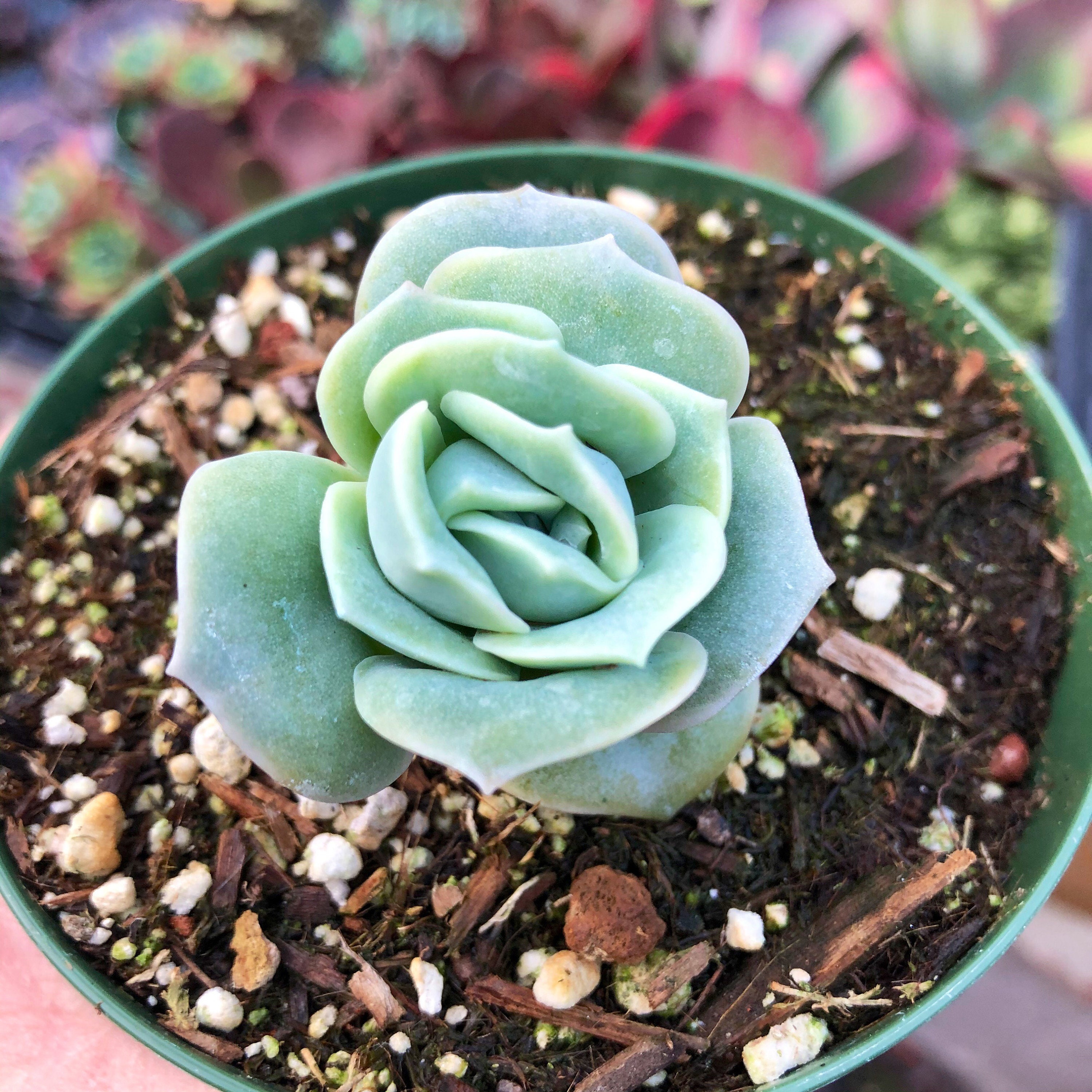 Graptoveria Lovely Rose