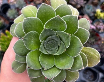 Aeonium canariense virgineum 4 po.