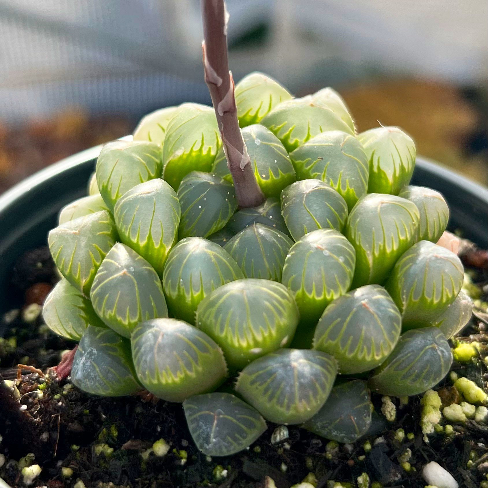 4” Haworthia Cooperi Obtusa / Indoor Low Light Succulent - Etsy 日本