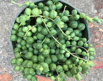 String of Pearls / senecio rowleyanus