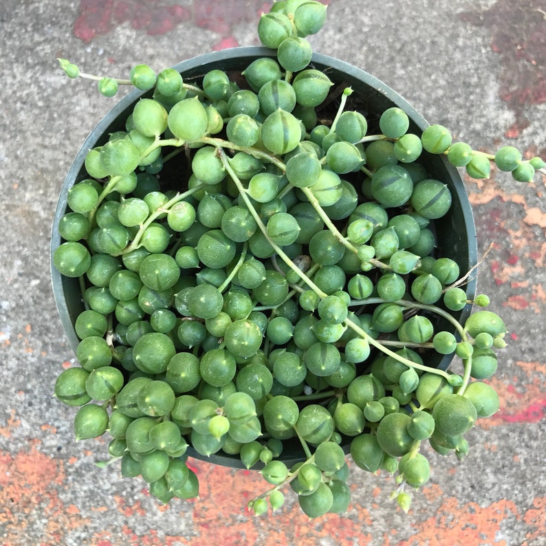 String of Pearls / senecio rowleyanus 