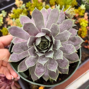Sempervivum Purple Beauty Succulent – Hardy Outdoor Hen and Chicks – Low Maintenance Plant